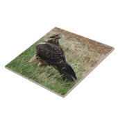 B52 Swainsons Buizerd Tegeltje (Zijkant)