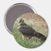 B52 Swainson's Havik Magneet (Voorkant / Achterkant)