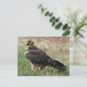 B52 Swainson's Hawk Briefkaart (Staand voorkant)