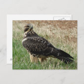 B52 Swainson's Hawk Briefkaart (Voorkant / Achterkant)