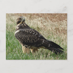 B52 Swainson's Hawk Briefkaart