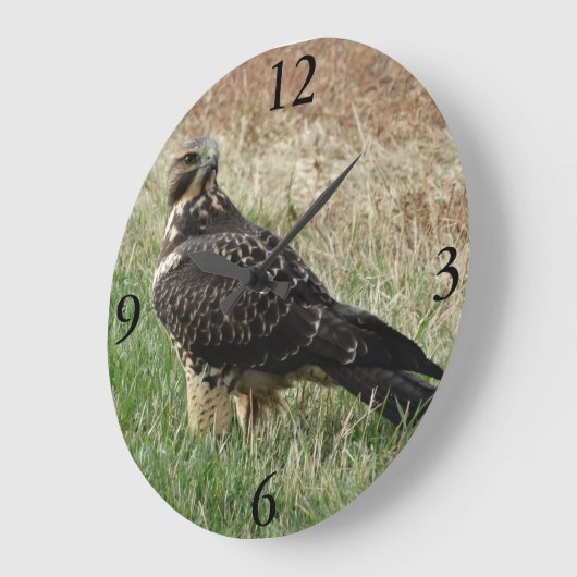 B52 Swainson's Hawk Grote Klok (Hoek)