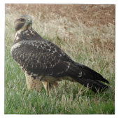 B52 Swainson's Hawk Tegeltje (Voorkant)