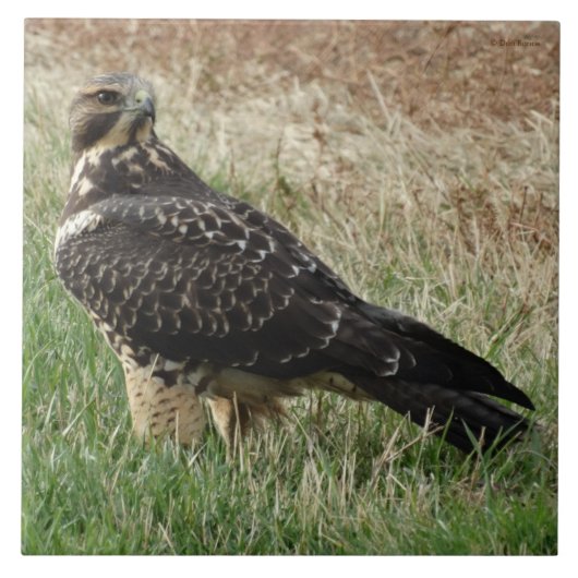 B52 Swainson's Hawk Tegeltje (Voorkant)