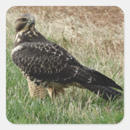 B52 Swainson's Hawk Vierkante Sticker