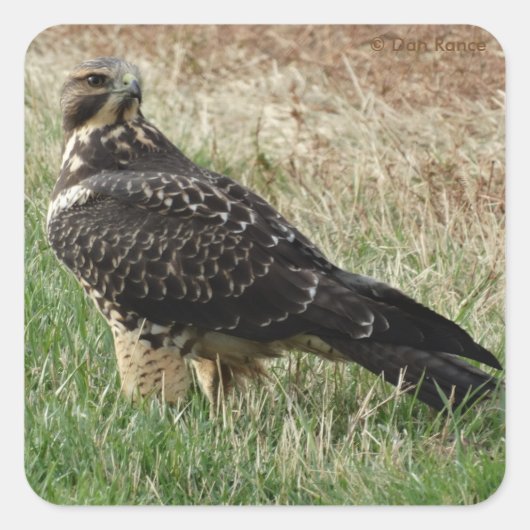 B52 Swainson's Hawk Vierkante Sticker (Voorkant)