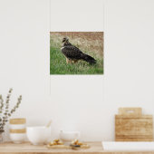 B52 Zwaluwstaartbuizerd Poster (Keuken)