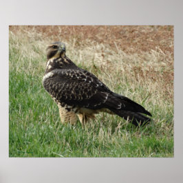 B52 Zwaluwstaartbuizerd Poster