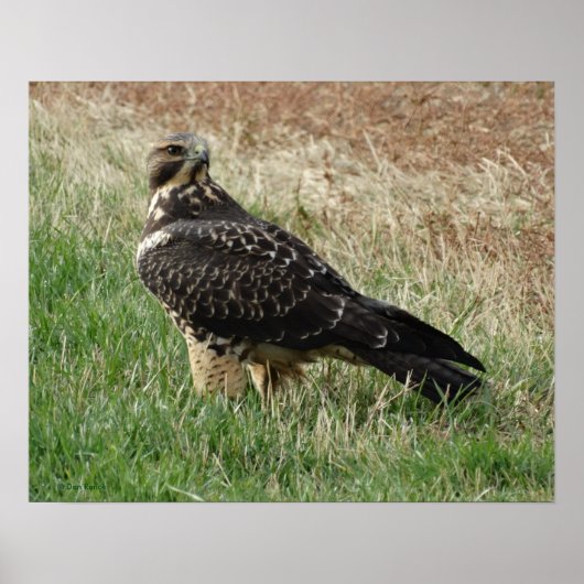 B52 Zwaluwstaartbuizerd Poster (Voorkant)