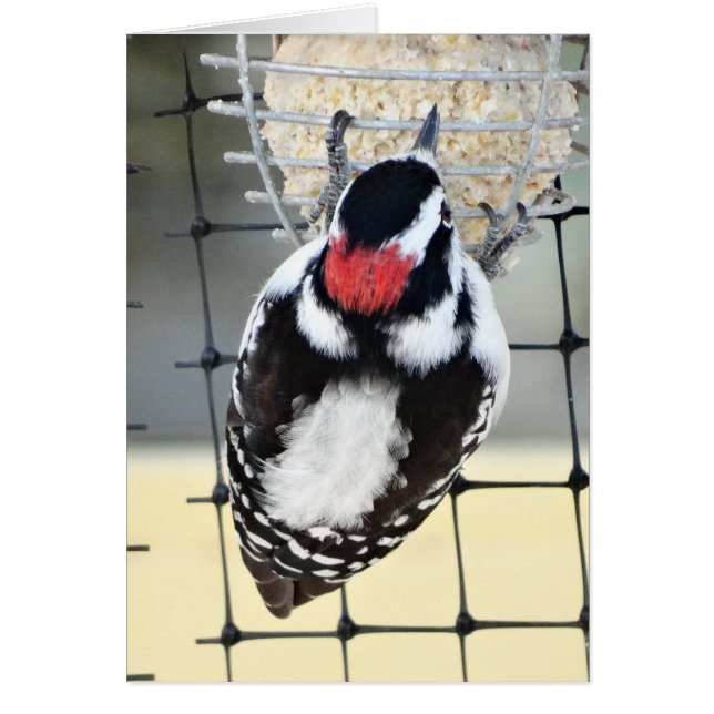 B53 Downy Woodpecker (Voorkant)