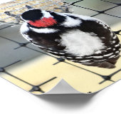 B53 Downy Woodpecker Poster (Hoek)