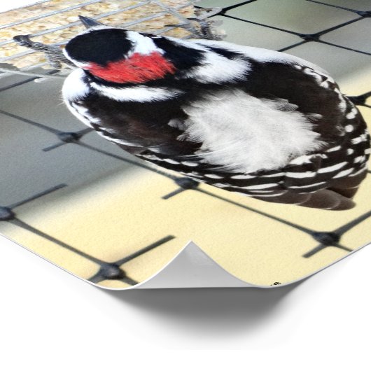B53 Downy Woodpecker Poster (Hoek)