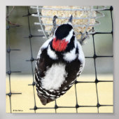 B53 Downy Woodpecker Poster (Voorkant)
