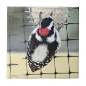 B53 Downy Woodpecker Tegeltje (Voorkant)