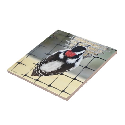 B53 Downy Woodpecker Tegeltje (Zijkant)