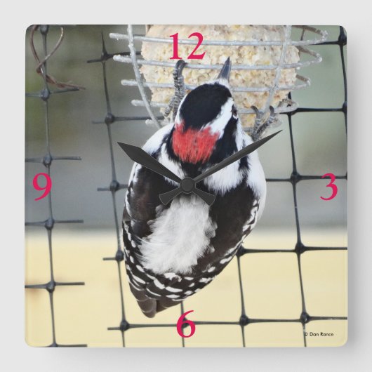 B53 Downy Woodpecker Vierkante Klok (Voorkant)