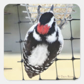 B53 Downy Woodpecker Vierkante Sticker (Voorkant)