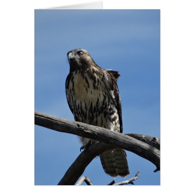 B54 Swainsons Buizerd (Voorkant)