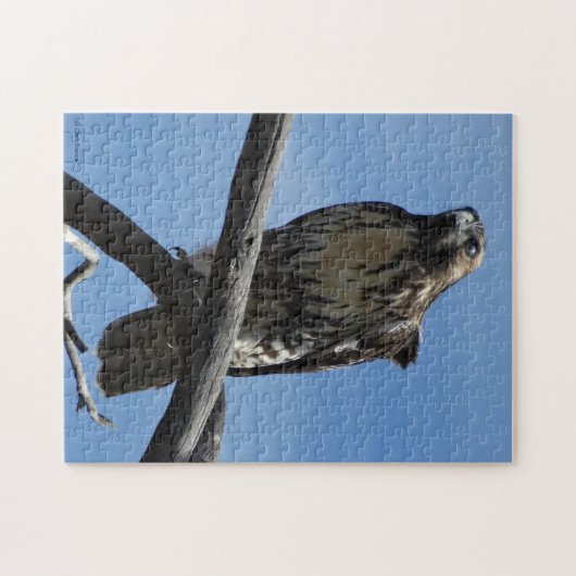 B54 Swainsons Buizerd Legpuzzel (Horizontaal)