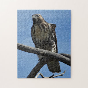 B54 Swainsons Buizerd Legpuzzel
