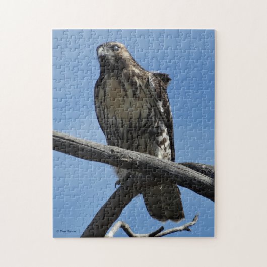 B54 Swainsons Buizerd Legpuzzel (Verticaal)