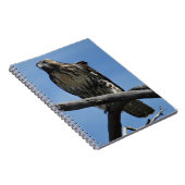 B54 Swainsons Buizerd Notitieboek (Rechterzijde)