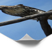 B54 Swainsons Buizerd Poster (Hoek)