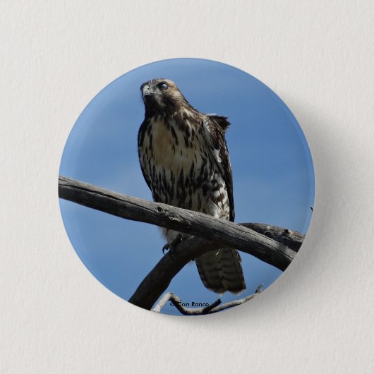 B54 Swainsons Buizerd Ronde Button 5,7 Cm (Voorkant)