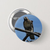 B54 Swainsons Buizerd Ronde Button 5,7 Cm (Voorkant /achterkant)