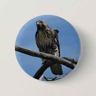 B54 Swainsons Buizerd Ronde Button 5,7 Cm