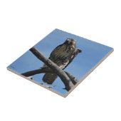 B54 Swainsons Buizerd Tegeltje (Zijkant)