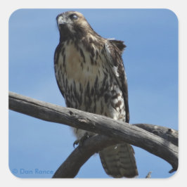 B54 Swainsons Buizerd Vierkante Sticker