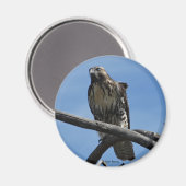 B54 Swainson's Havik Magneet (Voorkant / Achterkant)