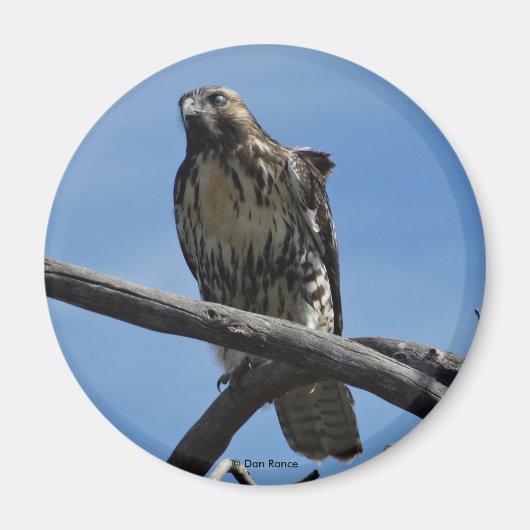 B54 Swainson's Havik Magneet (Voorkant)