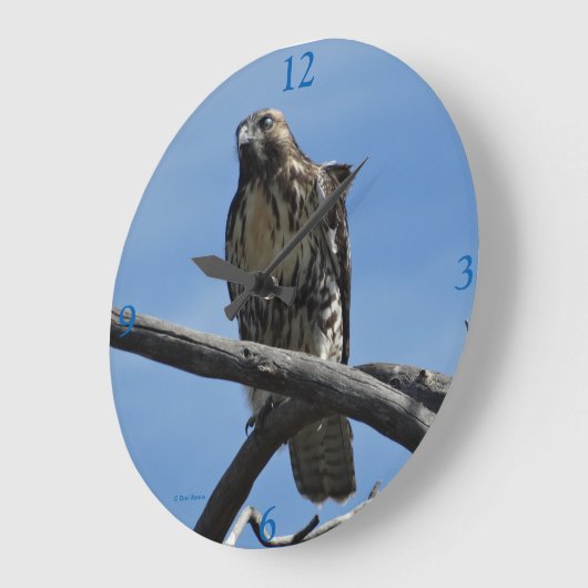 B54 Swainson's Hawk Grote Klok (Hoek)