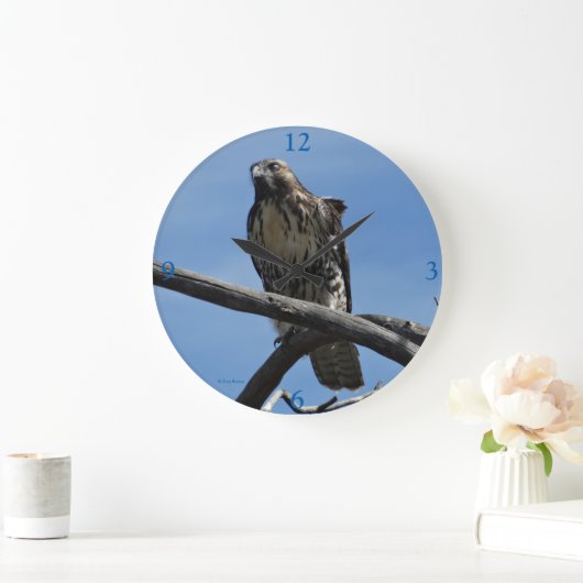 B54 Swainson's Hawk Grote Klok (Huis)