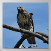 B54 Swainson's Hawk Poster (Voorkant)