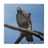 B54 Swainson's Hawk Tegeltje (Voorkant)