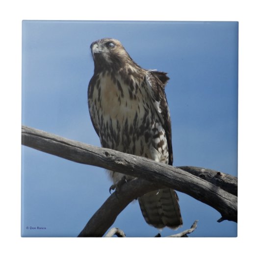 B54 Swainson's Hawk Tegeltje (Voorkant)