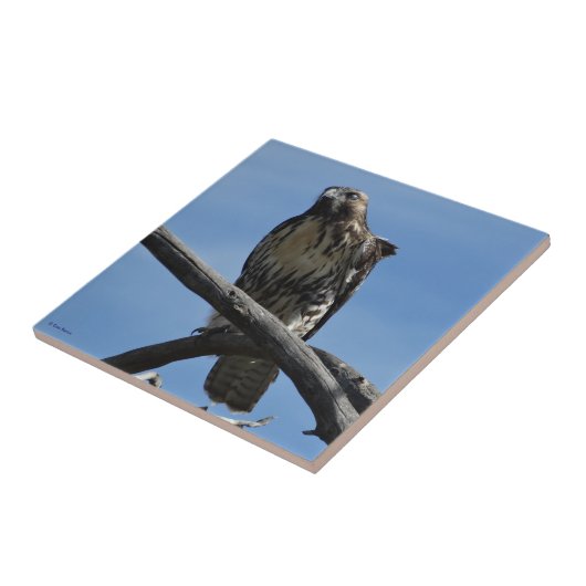 B54 Swainson's Hawk Tegeltje (Zijkant)