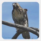 B54 Swainson's Hawk Vierkante Sticker (Voorkant)