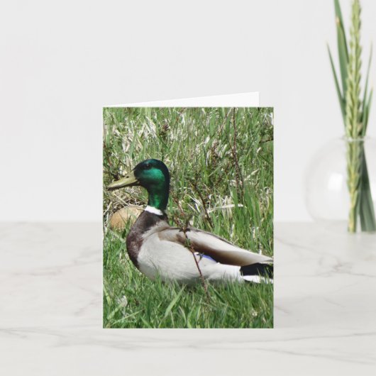 B55 de Mannetjeseend Greenhead van de Eend van de Feestdagen Kaart (Voorkant)