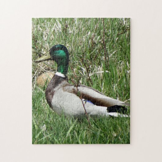 B55 Mallard Duck Drake Greenhead in de Grass Legpuzzel (Verticaal)