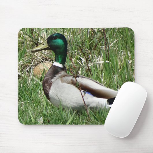 B55 Mallard Duck Drake Greenhead in de Grass Muismat (Met muis)