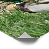 B55 Mallard Duck Drake Greenhead in de Grass Poster (Hoek)