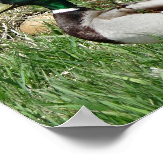 B55 Mallard Duck Drake Greenhead in de Grass Poster (Hoek)