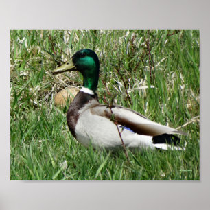 B55 Mallard Duck Drake Greenhead in de Grass Poster