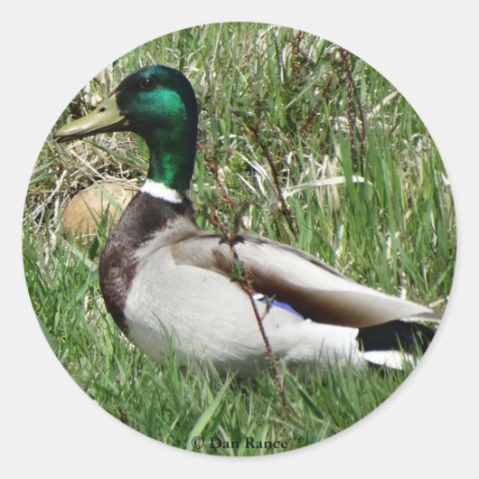 B55 Mallard Duck Drake Greenhead in de Grass Ronde Sticker (Voorkant)