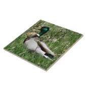 B55 Mallard Duck Drake Greenhead in de Grass Tegeltje (Zijkant)