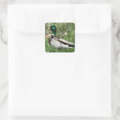 B55 Mallard Duck Drake Greenhead in de Grass Vierkante Sticker (Tas)